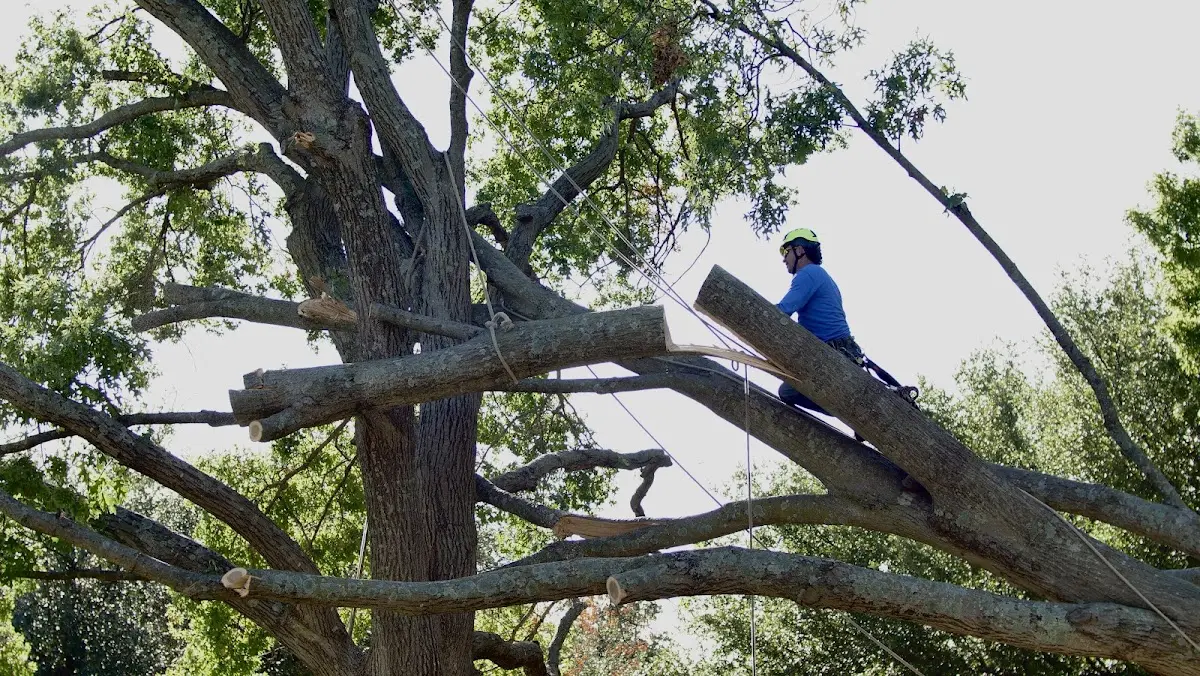 Professional Hazardous Tree Removal performed by certified arborists in Hatboro