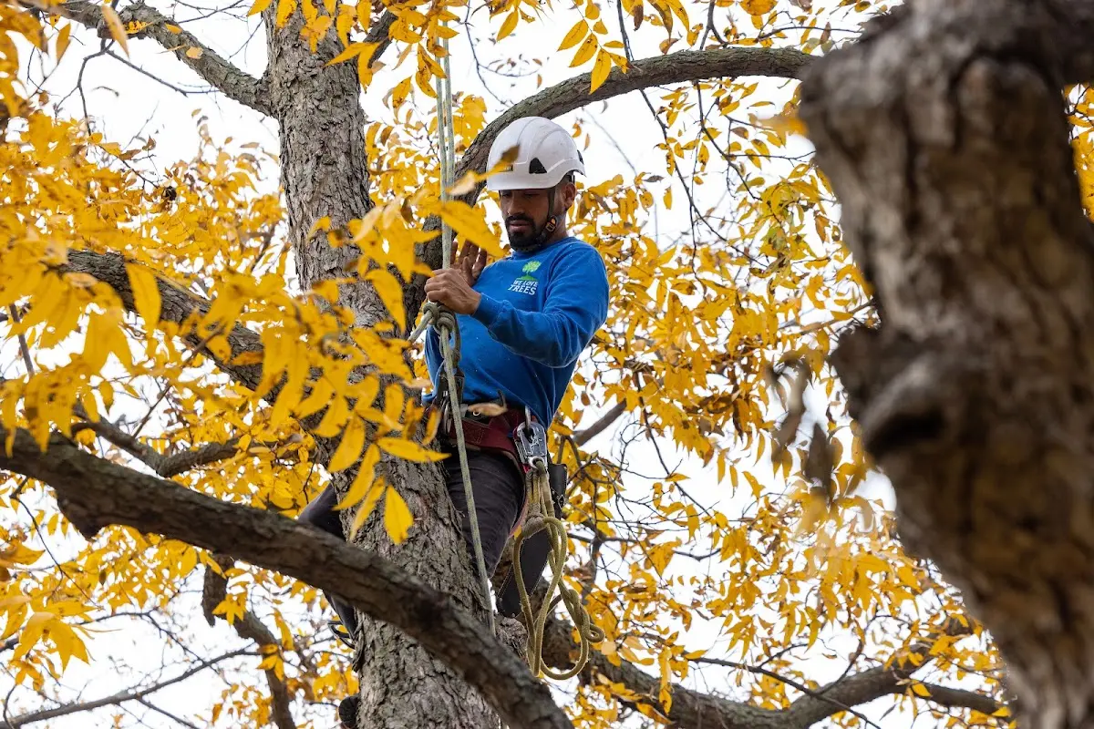 Skilled Tree Pruning crew working in Hatboro